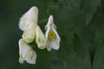 Southern blue monkshood <BR>Monkshood